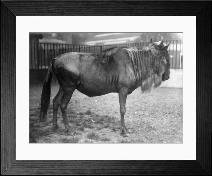 Framed Print : White Bearded Gnu
