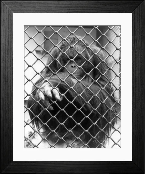 Framed Print : Caged Orangutan Framed Print : Caged Orangutan