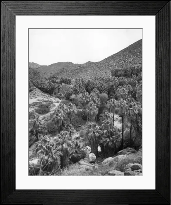Framed Print : Palm Canyon Framed Print : Palm Canyon