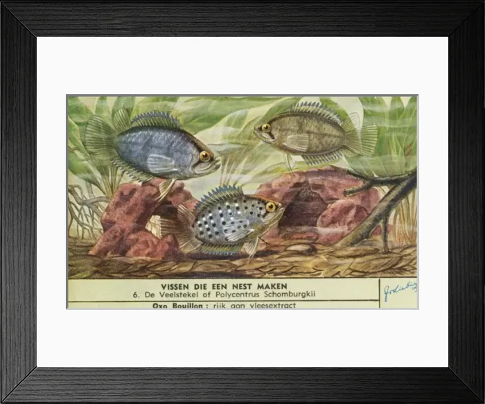 Framed Print : Nest-Making Fish - 6 Framed Print : Nest-Making Fish - 6