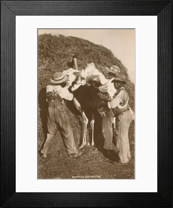 Framed Print : Clipping Ostrich Feathers - South Africa Framed Print : Clipping Ostrich Feathers - South Africa