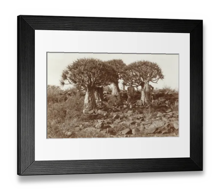 Framed Print : Namibia, Africa - Quiver Trees Framed Print : Namibia, Africa - Quiver Trees