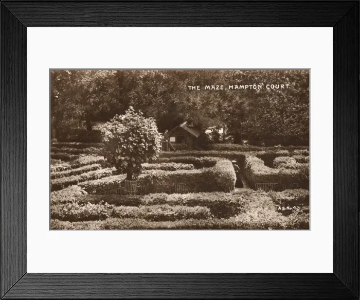 Framed Print : The Maze - Hampton Court Framed Print : The Maze - Hampton Court