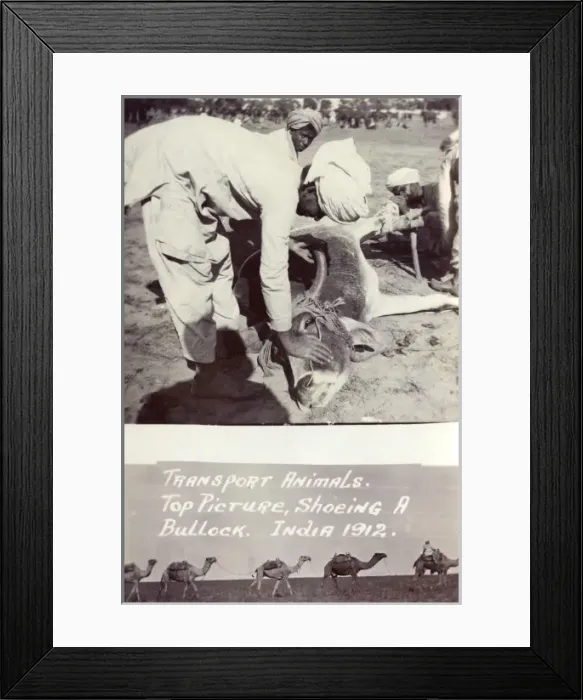 Framed Print : Shoeing a Bullock, India Framed Print : Shoeing a Bullock, India