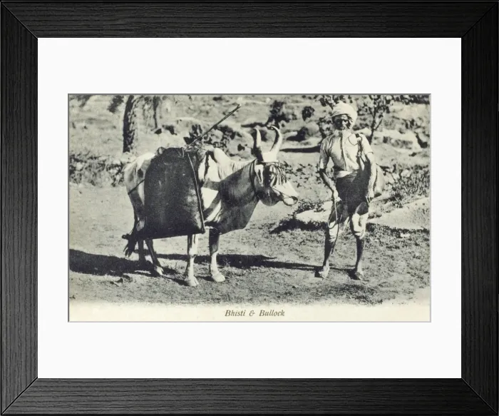 Framed Print : Indian Water Carrier and his Bullock, India Framed Print : Indian Water Carrier and his Bullock, India