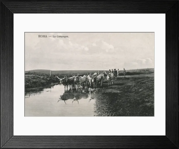 Framed Print : Countryside outside Rome - Cattle Framed Print : Countryside outside Rome - Cattle