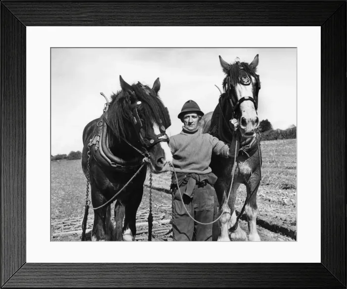 Framed Print : Ploughman with two horses, Hayle, Cornwall Framed Print : Ploughman with two horses, Hayle, Cornwall