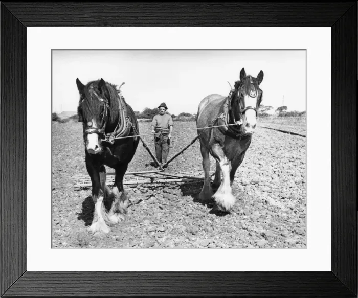 Framed Print : Ploughman with two horses, Hayle, Cornwall Framed Print : Ploughman with two horses, Hayle, Cornwall