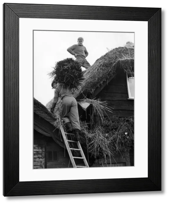Framed Print : Two young men thatching a cottage Framed Print : Two young men thatching a cottage