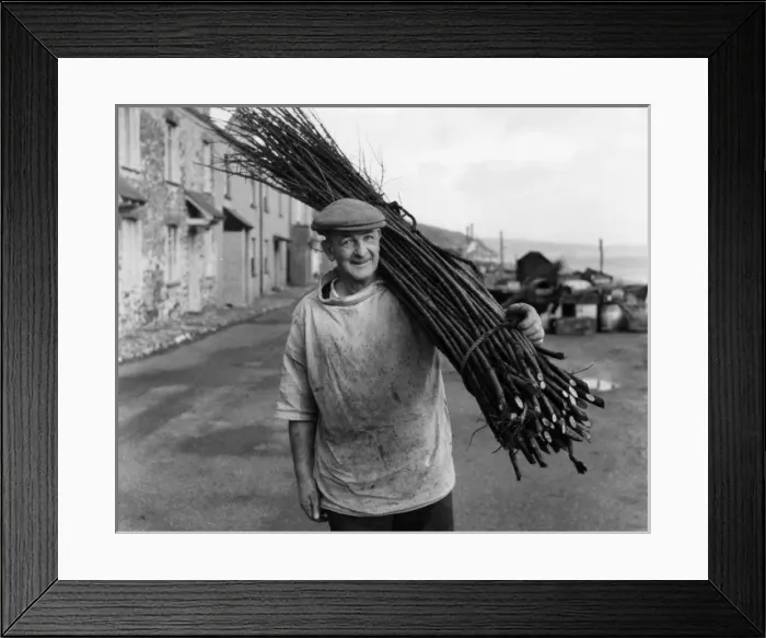 Framed Print : Man carrying withies for lobster pot making, Devon Framed Print : Man carrying withies for lobster pot making, Devon