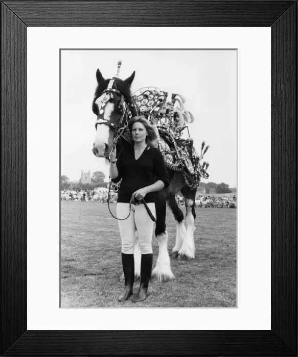 Framed Print : Horse with brasses at a County Show, Cornwall Framed Print : Horse with brasses at a County Show, Cornwall