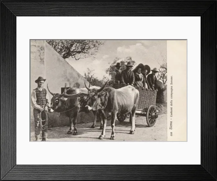 Framed Print : Italy - Siena - Local country folk in an ox carriage Framed Print : Italy - Siena - Local country folk in an ox carriage