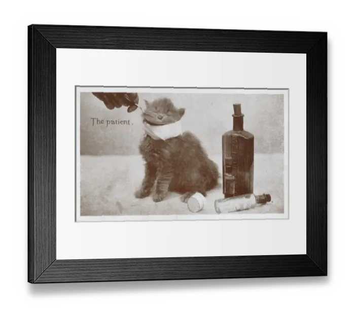 Framed Print : Feeding medicine to a poorly kitten Framed Print : Feeding medicine to a poorly kitten