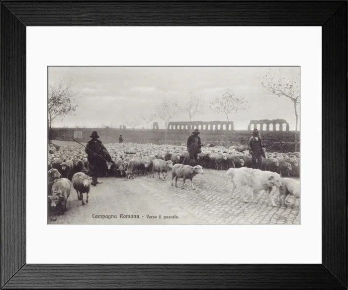 Framed Print : Appian Way - Rome - Sheep herded along the road Framed Print : Appian Way - Rome - Sheep herded along the road