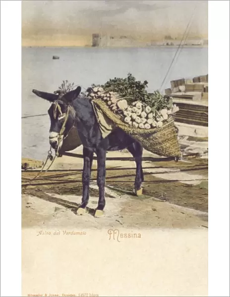 Messina - Italy - A Donkey carrying turnips