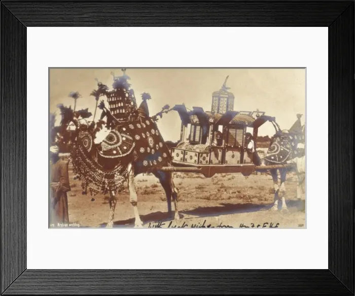 Framed Print : Arabian wedding carriage transporting the bride Framed Print : Arabian wedding carriage transporting the bride