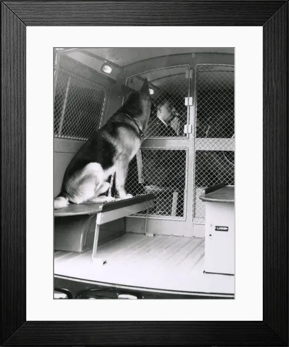 Framed Print : Metropolitan Police Alsatian dog in back of van Framed Print : Metropolitan Police Alsatian dog in back of van