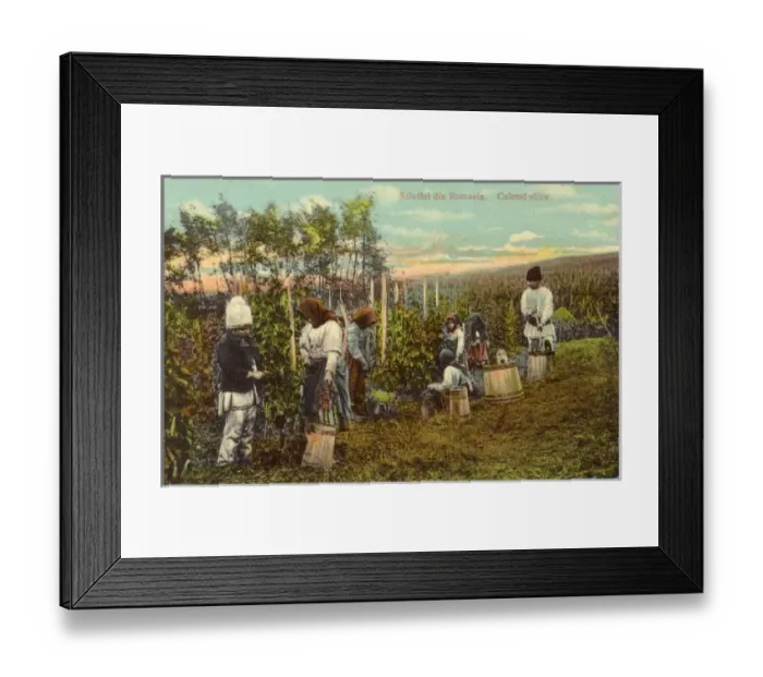 Framed Print : Picking grapes - Romania Framed Print : Picking grapes - Romania