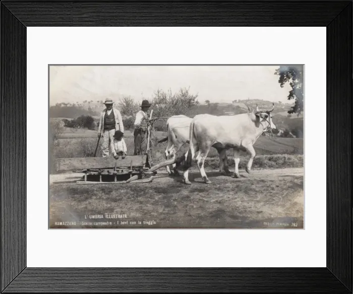 Framed Print : Ox Sled - Italy (Umbria Region) Framed Print : Ox Sled - Italy (Umbria Region)