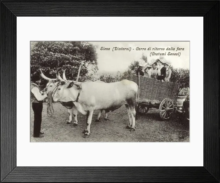 Framed Print : Italian Ox-drawn Chariot