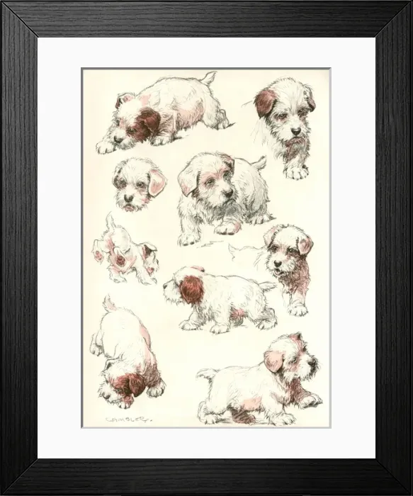 Framed Print : Sealyham Terrier Puppies Framed Print : Sealyham Terrier Puppies