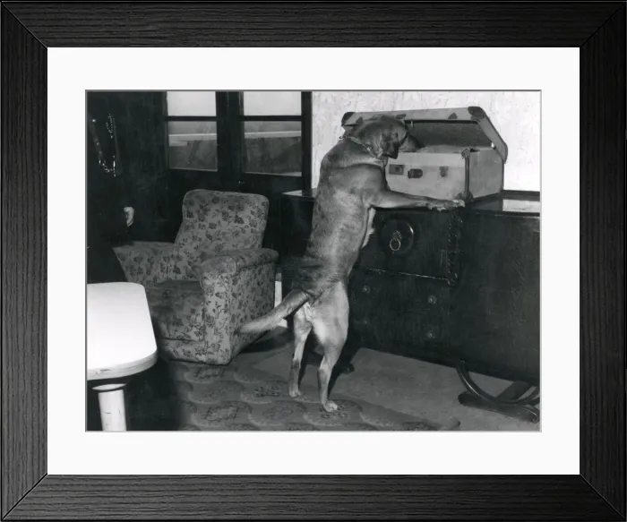 Framed Print : Metropolitan police dog investigating suitcase contents Framed Print : Metropolitan police dog investigating suitcase contents