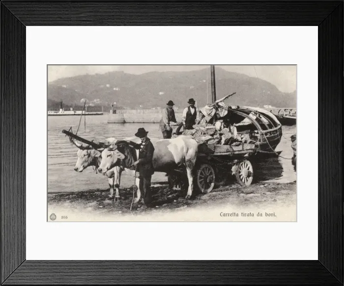 Framed Print : Ox Cart - Lake Como, Italy Framed Print : Ox Cart - Lake Como, Italy