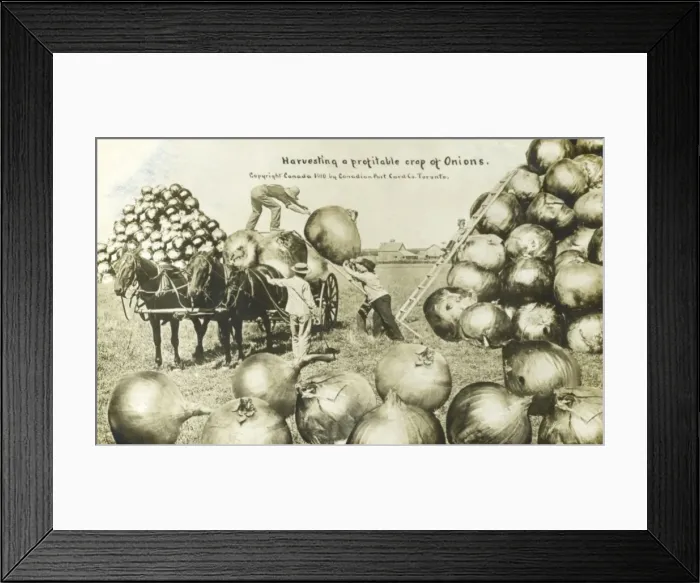 Framed Print : A profitable crop of Onions grown in Canada Framed Print : A profitable crop of Onions grown in Canada