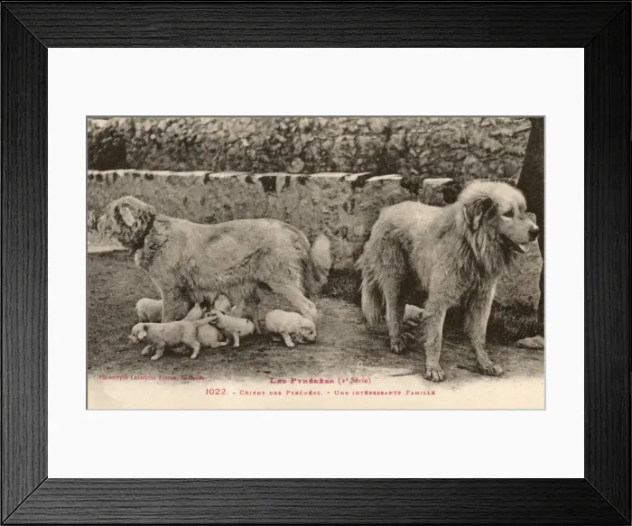 Framed Print : Two Pyrenees Dogs: an interesting family