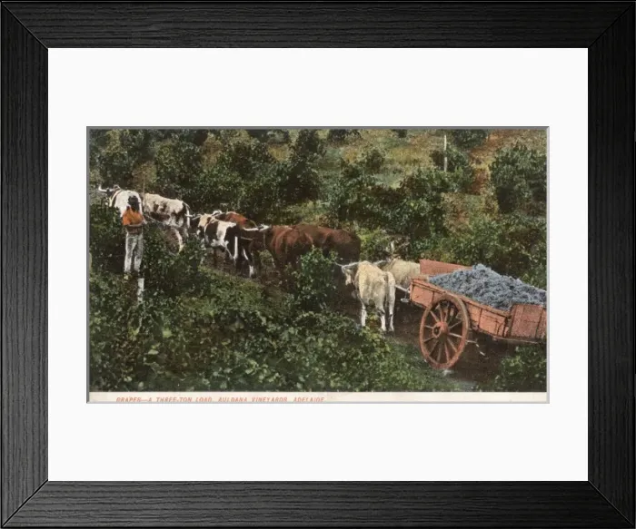 Framed Print : Australia - Adelaide - Auldana Vineyards