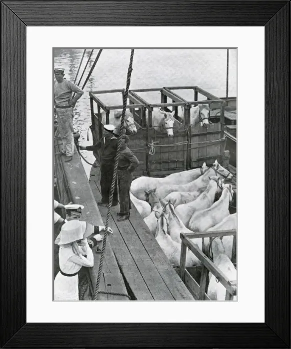 Framed Print : Final preparations for the Scott expedition Framed Print : Final preparations for the Scott expedition
