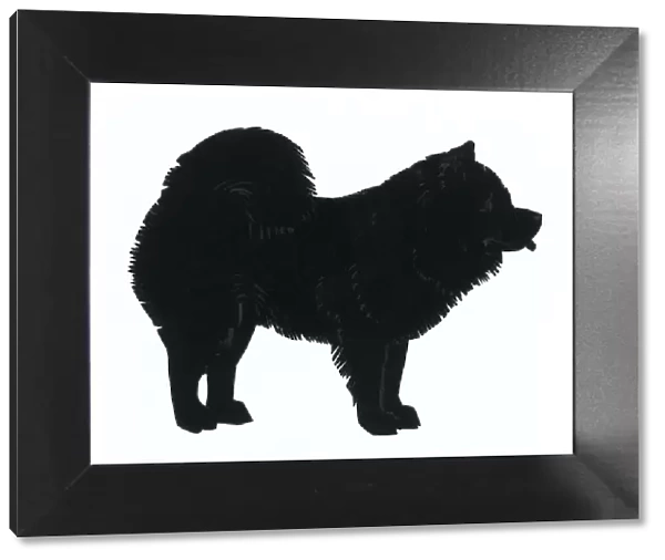 Silhouette of a chow chow