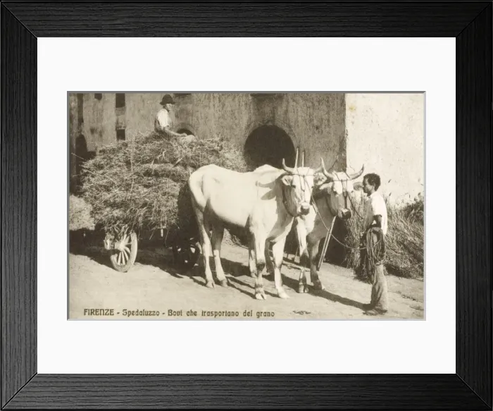 Framed Print : Transporting corn or wheat - Italy Framed Print : Transporting corn or wheat - Italy