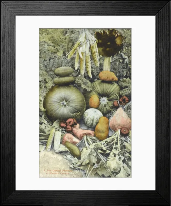 Framed Print : A crop of vegetables - Western Canada Framed Print : A crop of vegetables - Western Canada