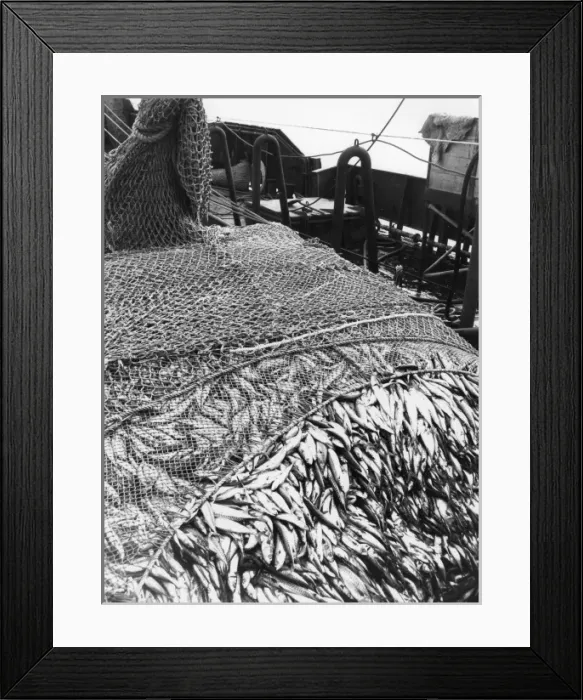 Framed Print : Large catch of mackerel on a trawler Framed Print : Large catch of mackerel on a trawler