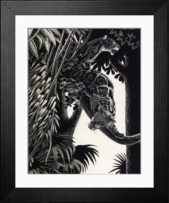 Framed Print : Two wild cats in a tree Framed Print : Two wild cats in a tree
