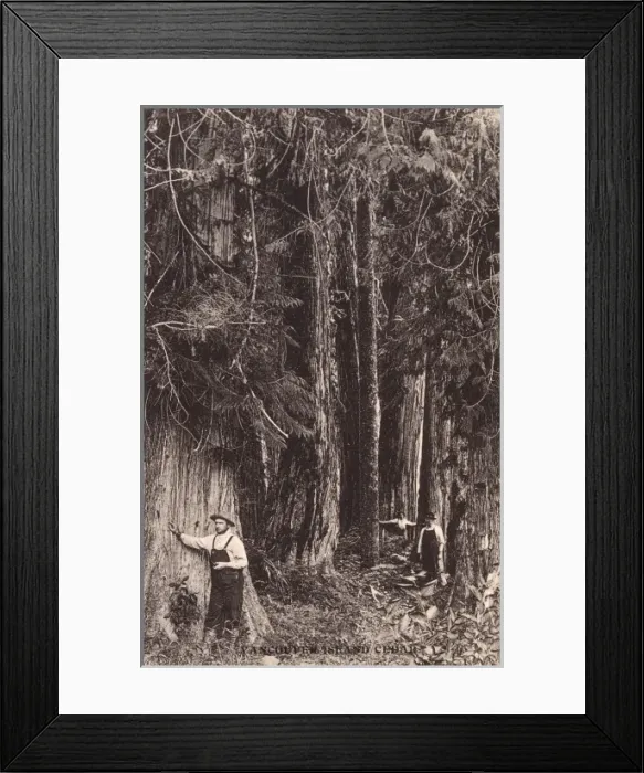 Framed Print : Cedar Trees - Vancouver Island, Canada Framed Print : Cedar Trees - Vancouver Island, Canada