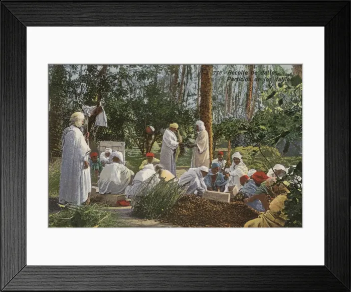 Framed Print : Date picking and collecting - Iran Framed Print : Date picking and collecting - Iran