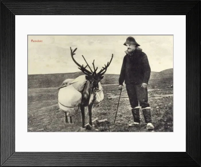Framed Print : Man from Newfoundland and Labrador with reindeer Framed Print : Man from Newfoundland and Labrador with reindeer