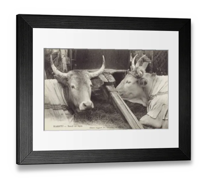 Framed Print : France, Biarritz, France - Fine cattle Framed Print : France, Biarritz, France - Fine cattle