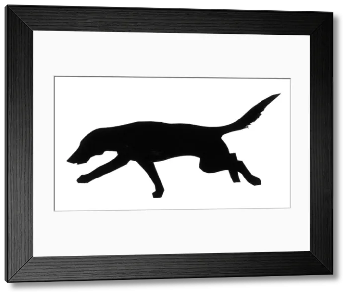 Framed Print : Silhouette of a pointer Framed Print : Silhouette of a pointer