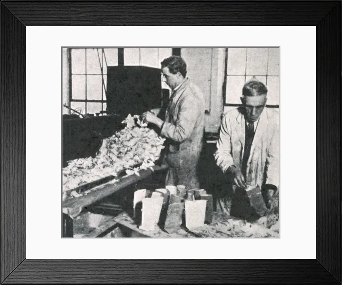 Framed Print : Royal Wedding 1934 - making rose petals Framed Print : Royal Wedding 1934 - making rose petals