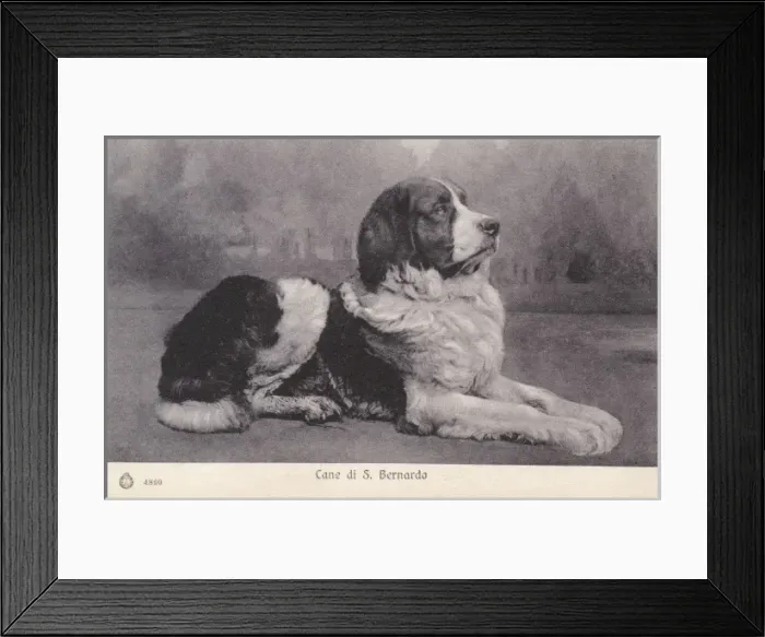 Framed Print : Saint Bernard Dog Framed Print : Saint Bernard Dog