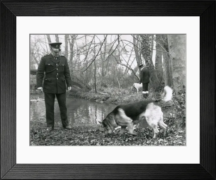 Framed Print : Two Metropolitan police officers with dogs in a wood Framed Print : Two Metropolitan police officers with dogs in a wood