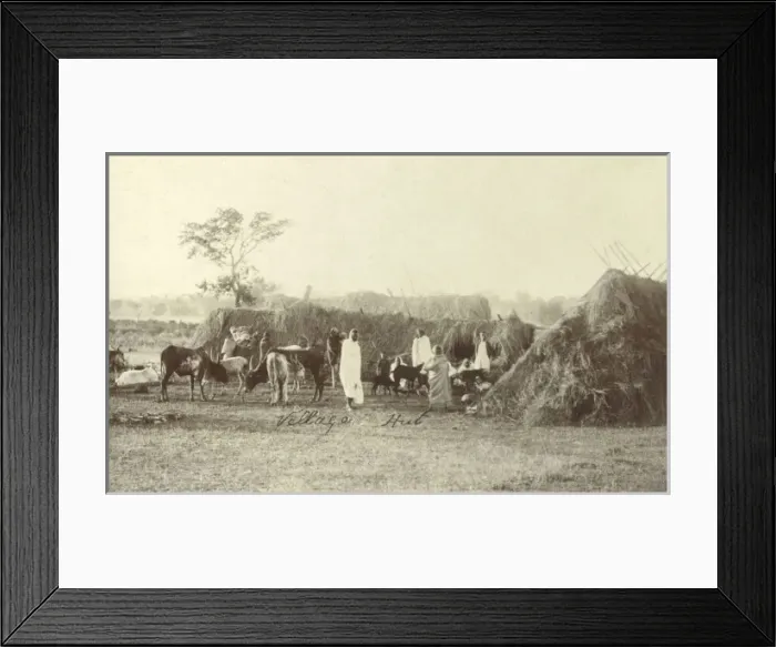 Framed Print : Bangalore, India - Village Huts and Livestock Framed Print : Bangalore, India - Village Huts and Livestock