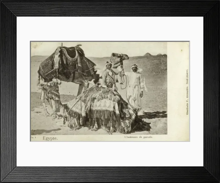 Framed Print : Camels and their owners - Egypt Framed Print : Camels and their owners - Egypt