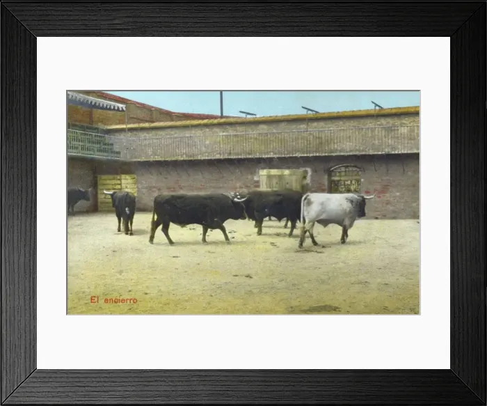 Framed Print : Spanish Bullfighting Series (1 / 12) Framed Print : Spanish Bullfighting Series (1 / 12)