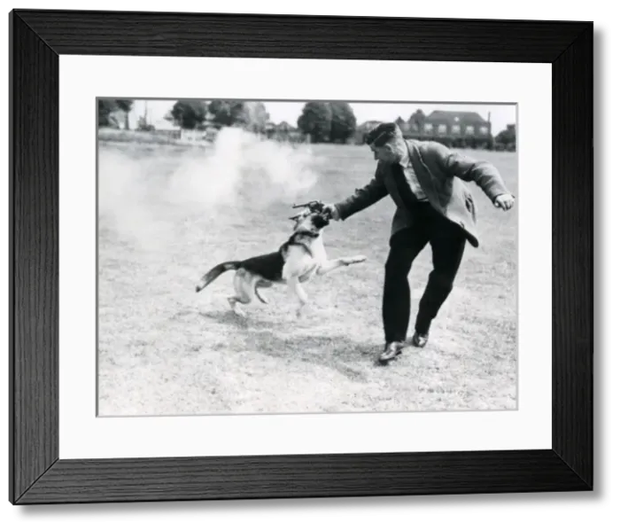Framed Print : Metropolitan police dog handler training dog in field Framed Print : Metropolitan police dog handler training dog in field
