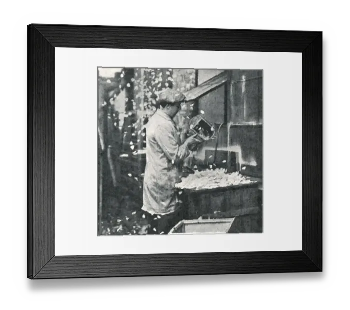 Framed Print : Royal Wedding 1934 - making rose petals Framed Print : Royal Wedding 1934 - making rose petals