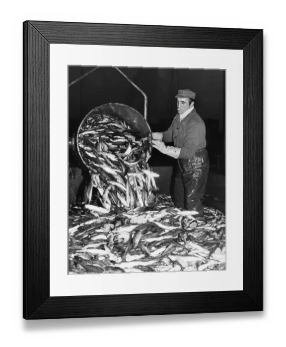 Framed Print : Unloading illegal catch of fish, Boulogne, France Framed Print : Unloading illegal catch of fish, Boulogne, France